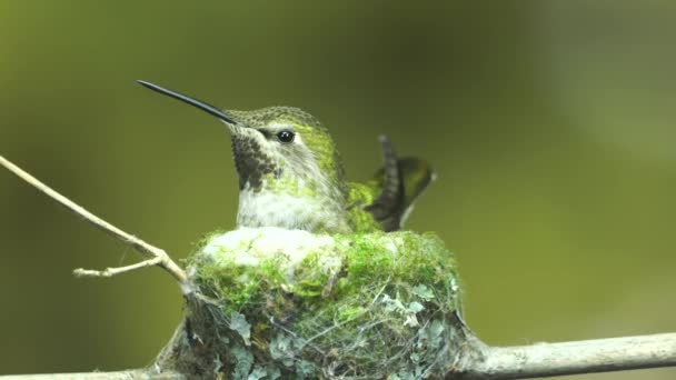 Colibrí alerta en el nido mientras otras aves se acercan
 - Metraje, vídeo
