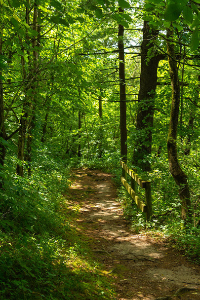 Trail through the forest - Photo, Image