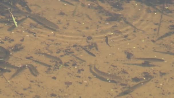 Een kleine vis in een meer zwemt in een meer met een zanderige bodem en helder water  - Video