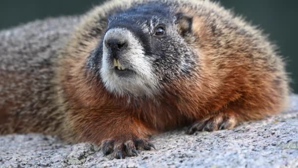 Gros plan sur le visage de la marmotte qui regarde autour
 - Séquence, vidéo