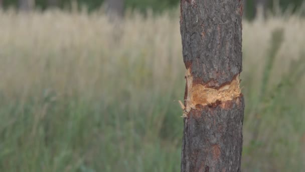 Two small tree trunks with peeling bark that is blowing in the wind. There is a gazebo on a lake in the background - Footage, Video