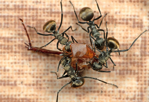 Макрофото муравьёв-ткачей помогают друг другу двигаться
 - Фото, изображение