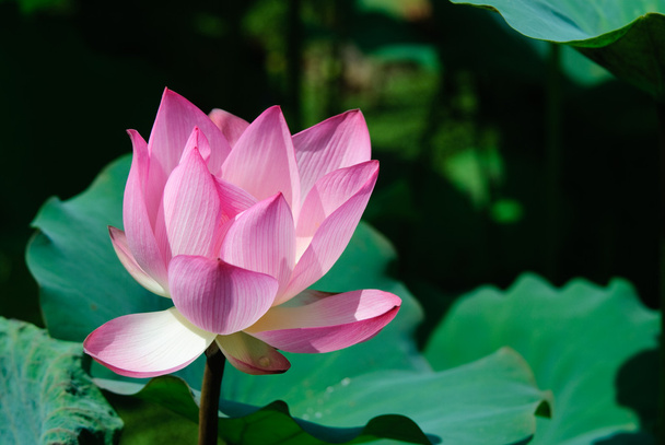 красивый цветок лотоса - Фото, изображение