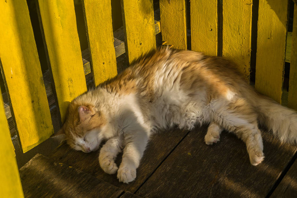 eine niedliche orange-weiße Katze macht ein Nickerchen auf einem Holzboden, lehnt sich mit dem Rücken in einen gelben Holzzaun, das Tageslicht bedeckt den Körper der Katze und nur eine Hälfte ihres Schwanzes erscheint - Foto, Bild