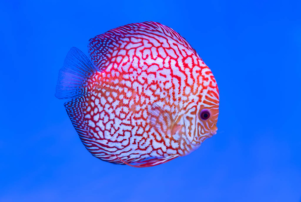 Discus Fish Nage colorée dans un aquarium. C'est une espèce de poisson d'ornement utilisé pour décorer la scène dans la maison
 - Photo, image