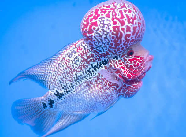 Flowerhorn Cichlid Colorido pez nadando en pecera. Este es un pez ornamental que simboliza la suerte del feng shui en el hogar del pueblo asiático - Foto, Imagen
