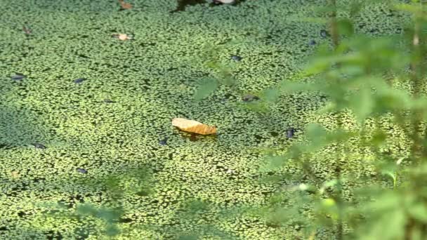 Río cubierto de vegetación pantano algas verde pato sobre un pantano, textura natural, fondo verde
 - Metraje, vídeo