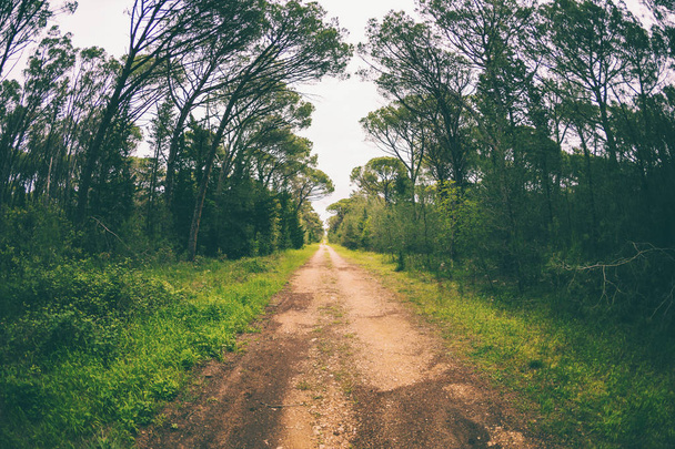 Dirt road in the forest. - Photo, Image