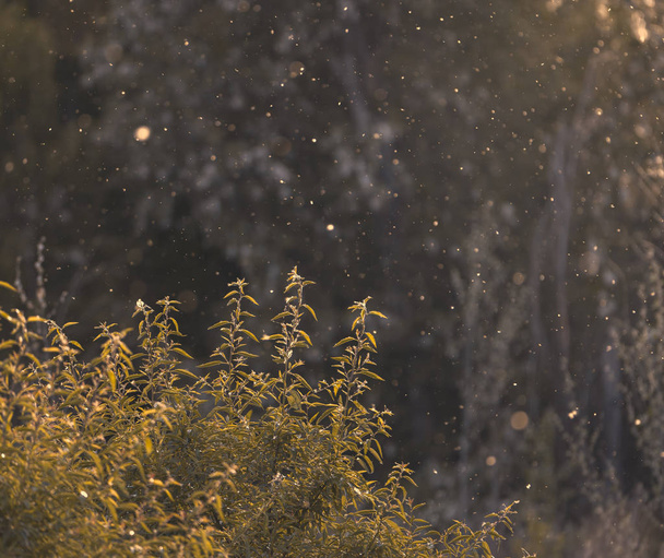 Гарний захід сонця з тополя пушком літає через луг
 - Фото, зображення