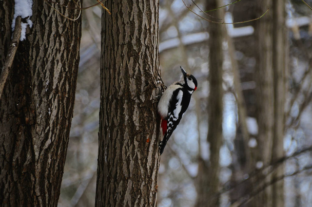 Primer plano de un gran pájaro carpintero moteado posado sobre un árbol en un bosque en temporada de invierno. Dendrocoposs brillante mayor sobre fondo natural
 - Foto, Imagen