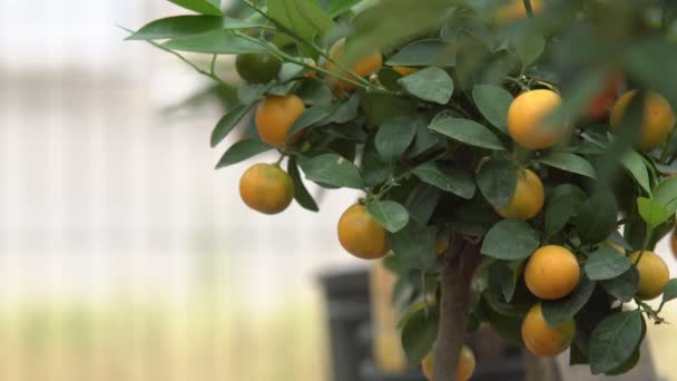 I piccoli alberi di agrumi coltivati in una serra e che abitano molti agrumi arancioni su rami tra foglie verdi lo chiamano agrumi Yuzu
. - Filmati, video