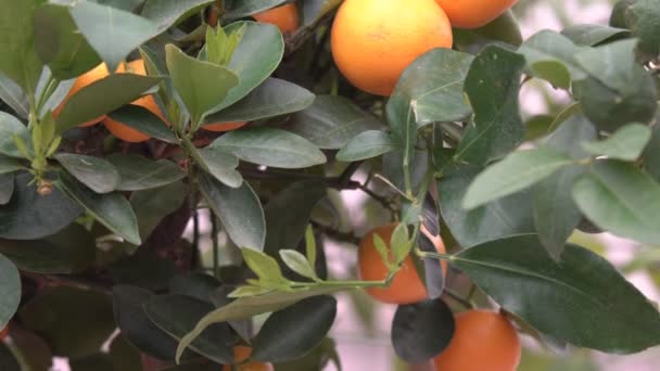 Malé citrusy pěstované ve skleníku a obývající mnoho oranžových citrusových plodů na větvích mezi zelenými lístky nazývají Yuzu Citrus. - Záběry, video