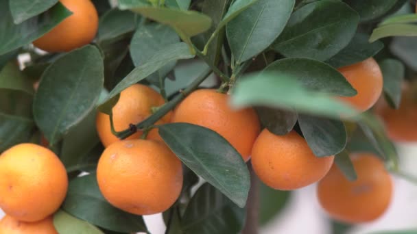 Petits agrumes cultivés dans une serre et habitant de nombreux agrumes orange sur les branches parmi les feuilles vertes l'appellent Yuzu agrumes
. - Séquence, vidéo