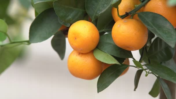 Pequeños cítricos cultivados en un invernadero y habitando muchos cítricos naranjas en ramas entre hojas verdes lo llaman cítricos Yuzu
. - Metraje, vídeo