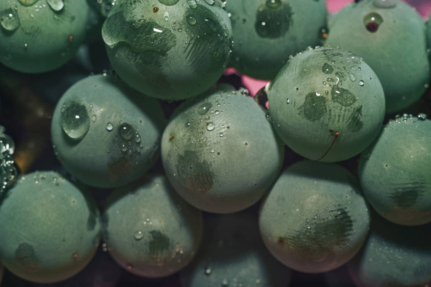 Close up beautiful fresh green vine grapes bunch background and pink light. Macro view.  - 写真・画像