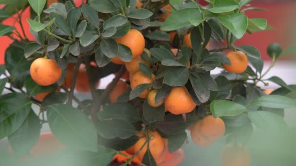 Kleine citrusbomen geteeld in een kas en bewonen veel sinaasappel citrusvruchten op takken onder groene bladeren noemen het Yuzu Citrus. - Video
