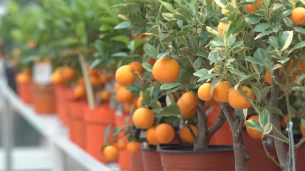 Az üvegházban termesztett kis citrusfélék és a sok narancsszínű citrusfélék a zöld lombos ágak között hívják Yuzu citrus. - Felvétel, videó