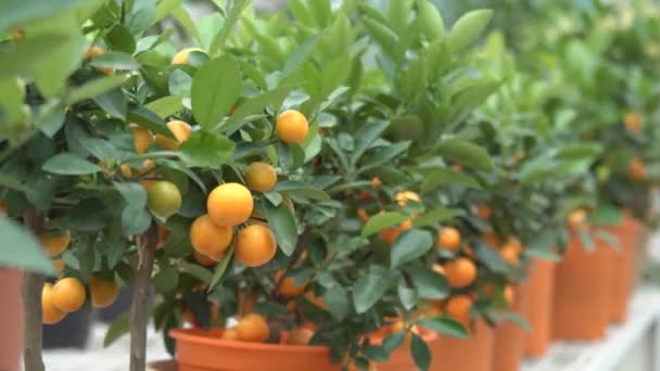 Małe drzewa cytrusowe uprawiane w szklarni i zamieszkujących wiele pomarańczowych owoców cytrusowych na oddziałach wśród zielonych liści nazywają to Yuzu cytrusowych. - Materiał filmowy, wideo