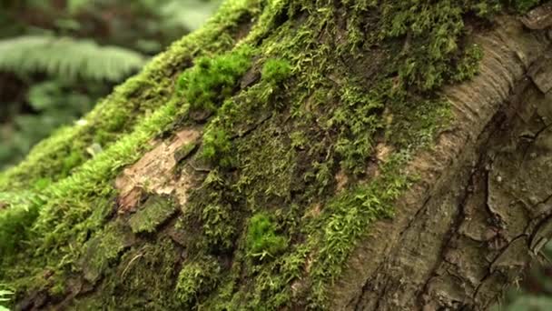 Mechem pokrytý zkosený kmen stromu s kapradí v divokém mokrým lese. Magie a krása starověké přírody - Záběry, video