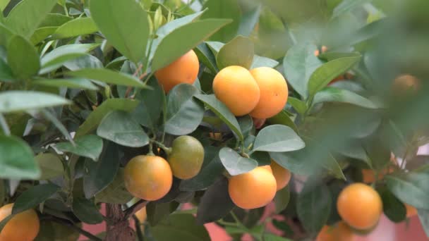 Μικρά εσπεριδοειδή που καλλιεργούνται σε ένα θερμοκήπιο και κατοικούν σε πολλά πορτοκαλί εσπεριδοειδή σε κλαδιά μεταξύ πράσινων φύλλων το αποκαλούν εσπεριδοειδή Yuzu. - Πλάνα, βίντεο