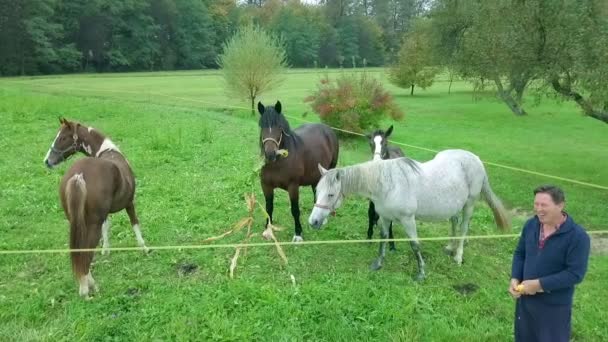 imágenes aéreas de hermosos caballos pastando en el campo verde
 - Metraje, vídeo