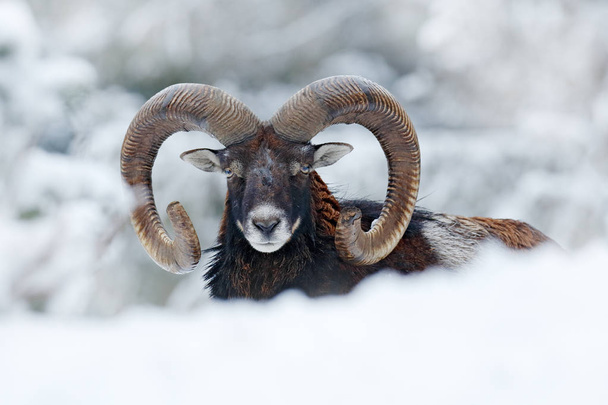 Mouflon, Ovis orientalis, horned animal in snow nature habitat. Close-up portrait of mammal with big horn, Czech Republic. Cold snowy tree vegetation, white nature. Snowy winter in forest. - Valokuva, kuva