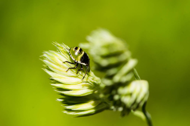 stink bug on grass blossom - Photo, Image