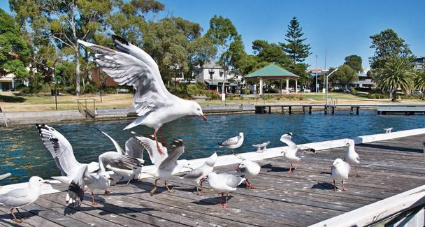 Seagulls at a marina fighting for food scraps. - Photo, Image