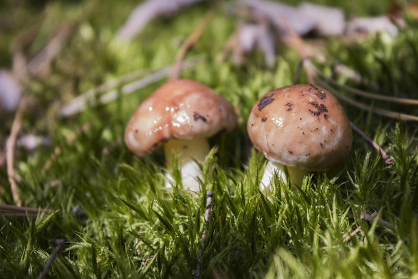 young mushrooms came out of the moss - Photo, Image