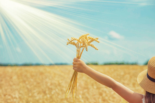 Ребенок на пшеничном поле. Селективный фокус
. - Фото, изображение