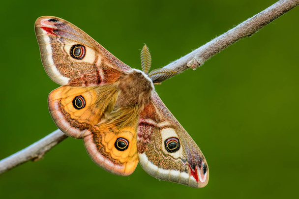 Uralkodó Moth-Saturnia Pavonia, gyönyörű ritka moly az európai erdők és Woodlands, Cseh Köztársaság. - Fotó, kép