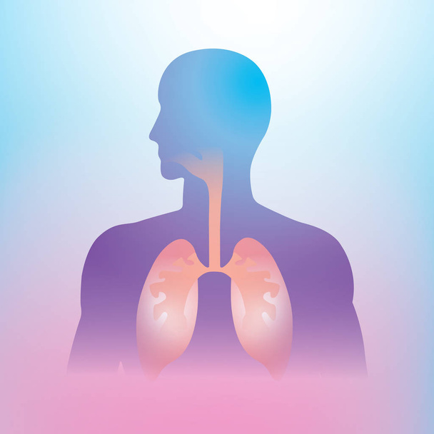 Human lung illustration info graphic. Human body parts. - Vector, Image