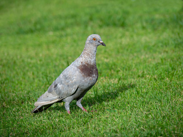Gołąb na zielonej trawie, zbliżenie szarego gołębia w parku publicznym - Zdjęcie, obraz