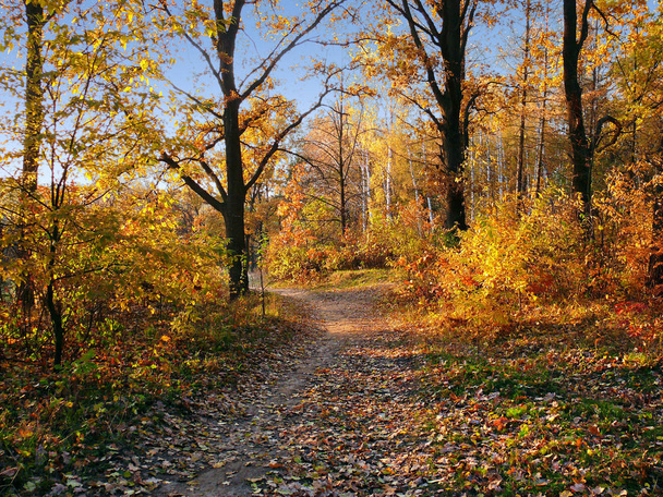Сонячні дуби і кущі з жовтим листям на лісовому краю un
 - Фото, зображення