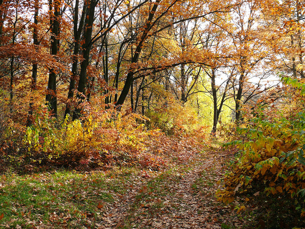 Ηλιοφωτισμένο δάσος με κίτρινα, καφέ και πράσινα φύλλα τον Οκτώβριο - Φωτογραφία, εικόνα