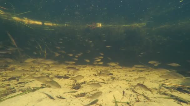 κόκκινο ψάρι κολυμπάει κάτω από το νερό σε μια λίμνη, κάτοψη, το σχολείο των ψαριών - Πλάνα, βίντεο