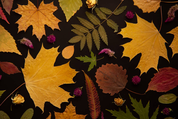 Suché podzimní listy javorové, březové, akácie, topolové, hrozny a sušené růže na černém pozadí v jasném žlutém tónu. - Fotografie, Obrázek