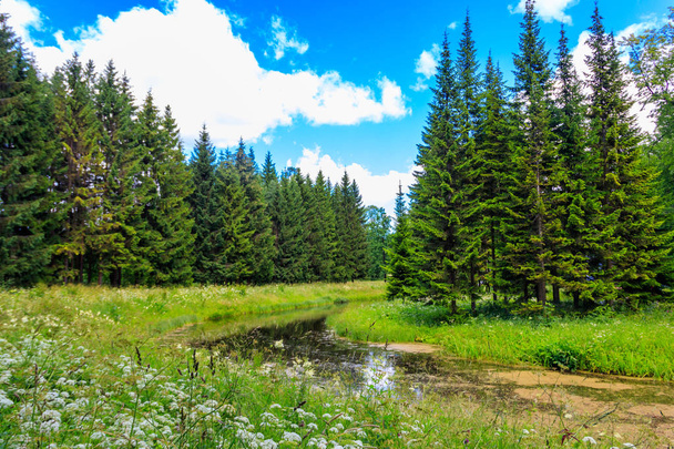 View of a small river in coniferous forest at summer - Photo, image
