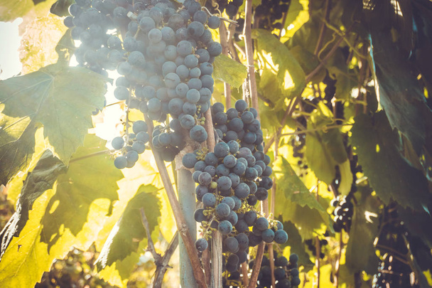 Vineyards at sunset in autumn harvest. Ripe grapes in fall. - Photo, Image