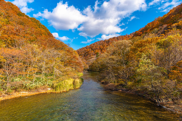 Άνω σημεία του Oirase Stream στην ηλιόλουστη μέρα, όμορφη φθινοπωρινή σκηνή με χρώματα του φθινοπώρου. Δάσος, ποτάμι που ρέει, πεσμένα φύλλα, βράχια με λιώματα στο εθνικό πάρκο Towada ha-Antai, Αομόρι, Ιαπωνία - Φωτογραφία, εικόνα