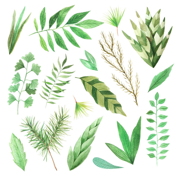 Watercolor green leaves set - Foto, immagini