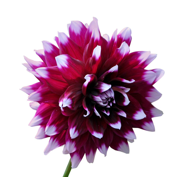 Цветок Мотли Далия выделен на белом фоне
 - Фото, изображение