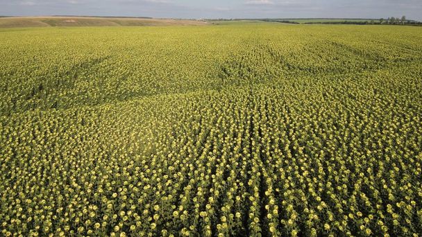 Field of ripe sunflowers. Aerial view. - Фото, изображение