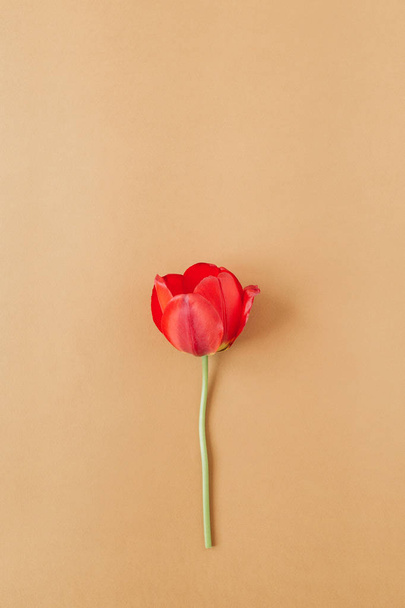 Red tulip flower on living coral background. Flat lay, top view minimal summer floral pattern composition. - Fotoğraf, Görsel