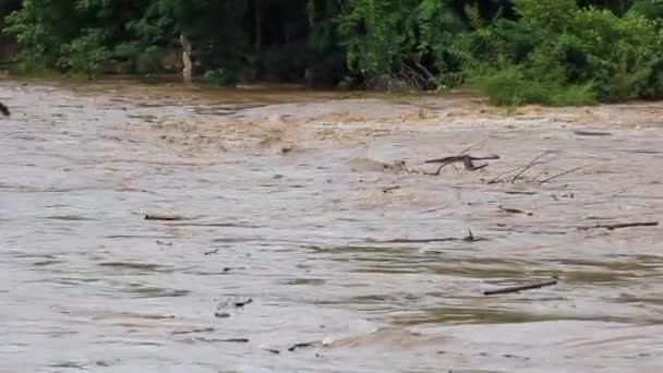 Flooding in forest during the rainy season. The cause of flooding was caused by forest destruction. Concept of stop deforestation campaign and global warming. - Footage, Video