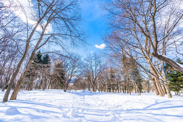 雪冬の木と美しい風景 - 写真・画像