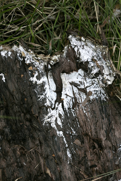Kawałek drewna tułowia w trawie makro tło 50 megapikseli - Zdjęcie, obraz