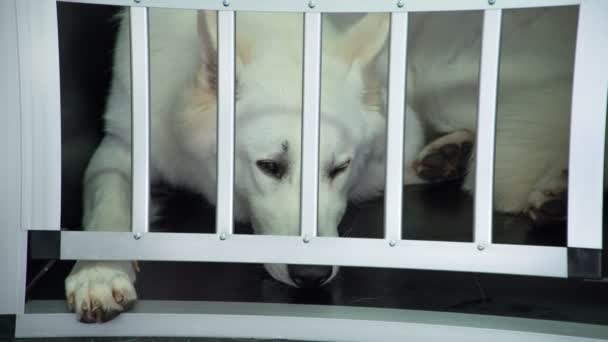 Красива біла собака чекає в невеликій клітці
 - Кадри, відео