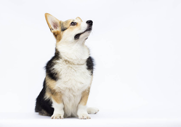 adult welsh corgi breed dog on a white background in full length - 写真・画像