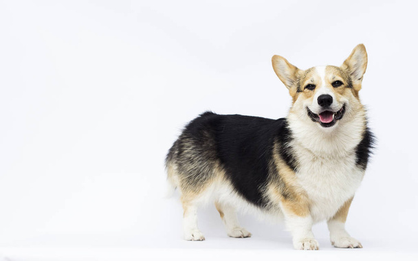 dog smiling breed Welsh Corgi stands in full growth on a white b - Foto, Imagen